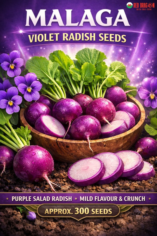 Malaga Violet Radish - Tesco Groceries