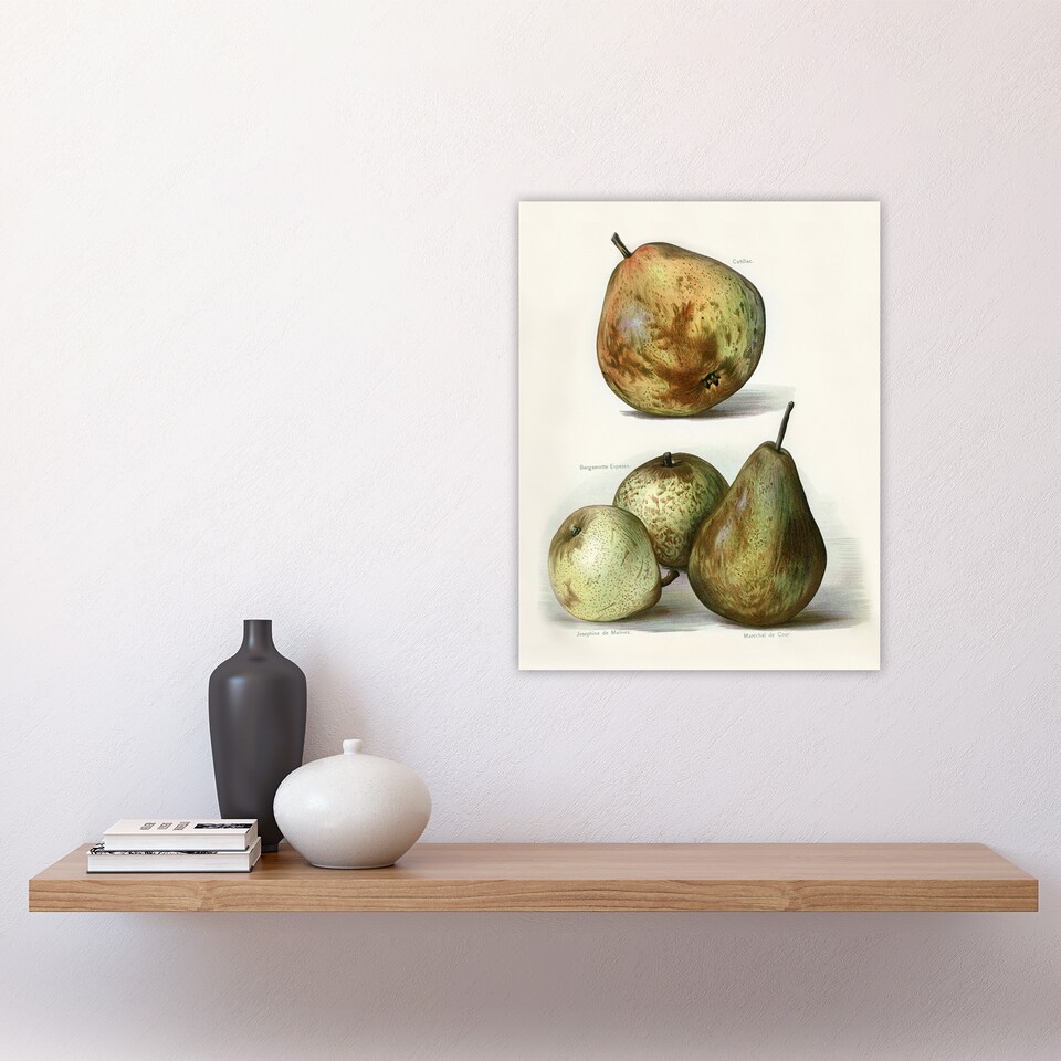image 1 of Pear Varieties Vintage Fruit Illustration Wright Wall Art Poster Print 12X16"
