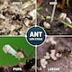 image 5 of NOPE Ant Killer Bait Powder Granules 500g x 2 Pack for Indoors and Outdoors: Targeted Ant Nest Killer