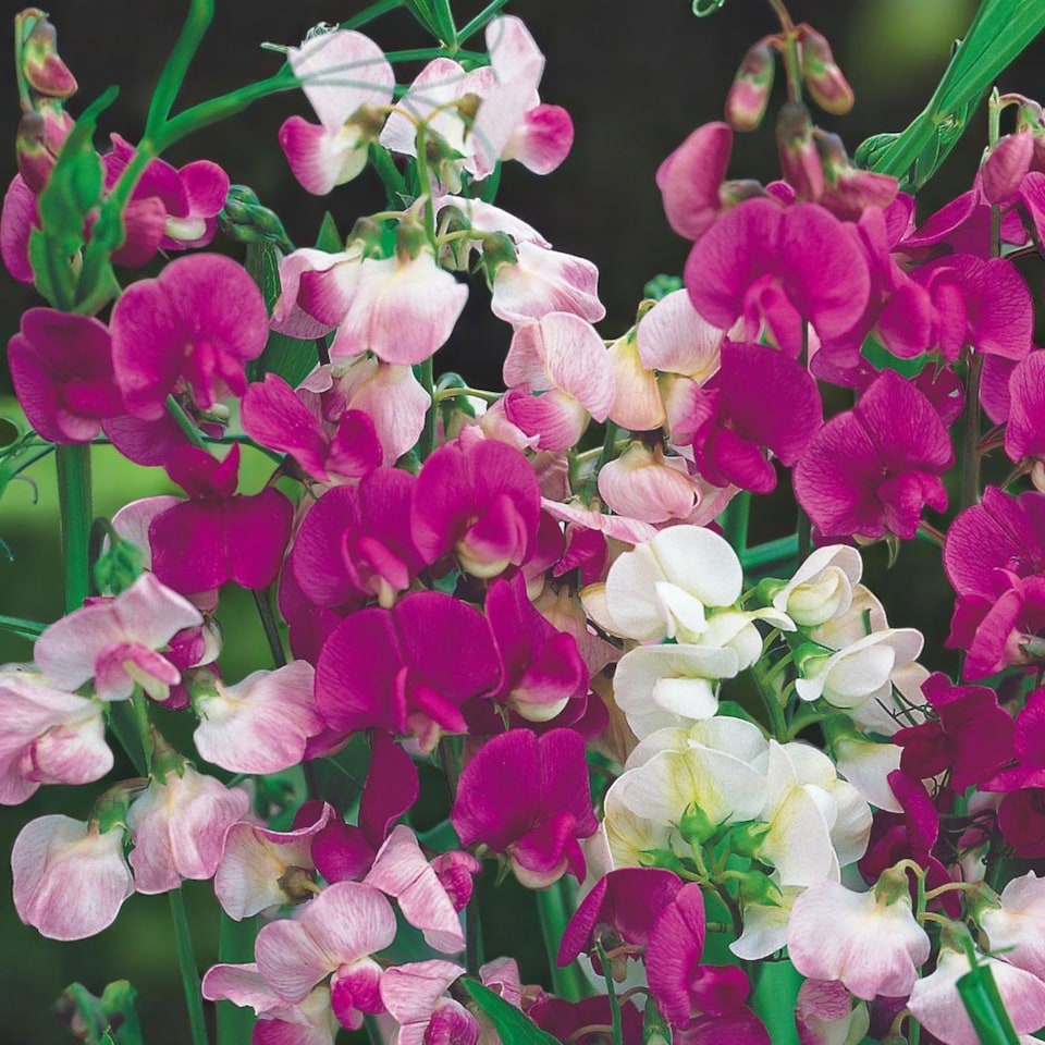 image 1 of Carbeth Plants Lathyrus Latifolius Mixed 3 x 9cm Pot - Perennial Sweet Pea Plants - Climbing Hardy Perennial