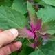 image 2 of Marshalls Garden Tree Spinach Plant 1 x 1 litre