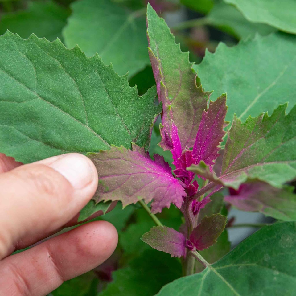 image 1 of Marshalls Garden Tree Spinach Plant 1 x 1 litre
