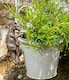 image 2 of Tyranasaurus Rex Plant Pot Hanger | Bronze
