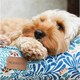 image 3 of Morris & Co Bower Print Square Box Dog & Cat Bed - Small Blue | S