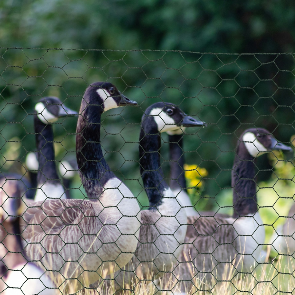image 1 of PawHut Foldable Chicken Wire Mesh, for Rabbits, Ducks, Geese, 1 x 25m