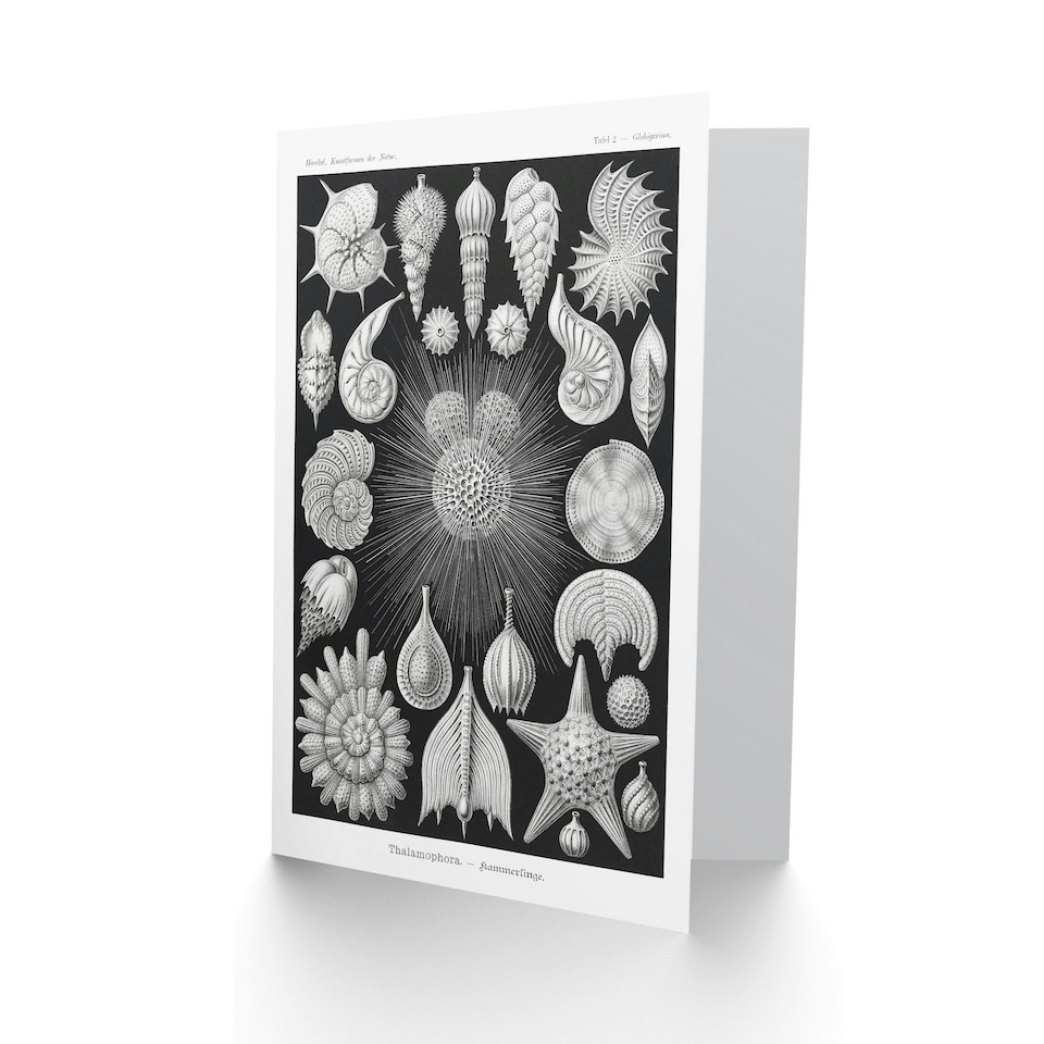 image 1 of Ernst Haeckel Art Card Forams Vintage Illustration