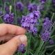 image 2 of Marshalls Garden Lavender Hidcote Blue 9cm Pot | Blue | Blue | 9cm Plants