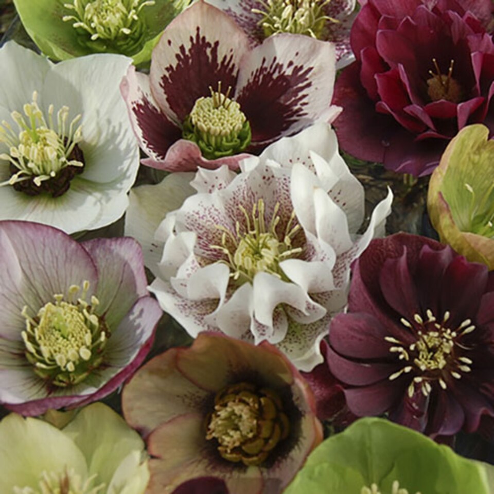 image 1 of YouGarden Hellebore 'Double Ellen', Set of 10 Mixed Jumbo Plug Plants, Winter and Spring Flowering, Ready to Pot or Plant Out