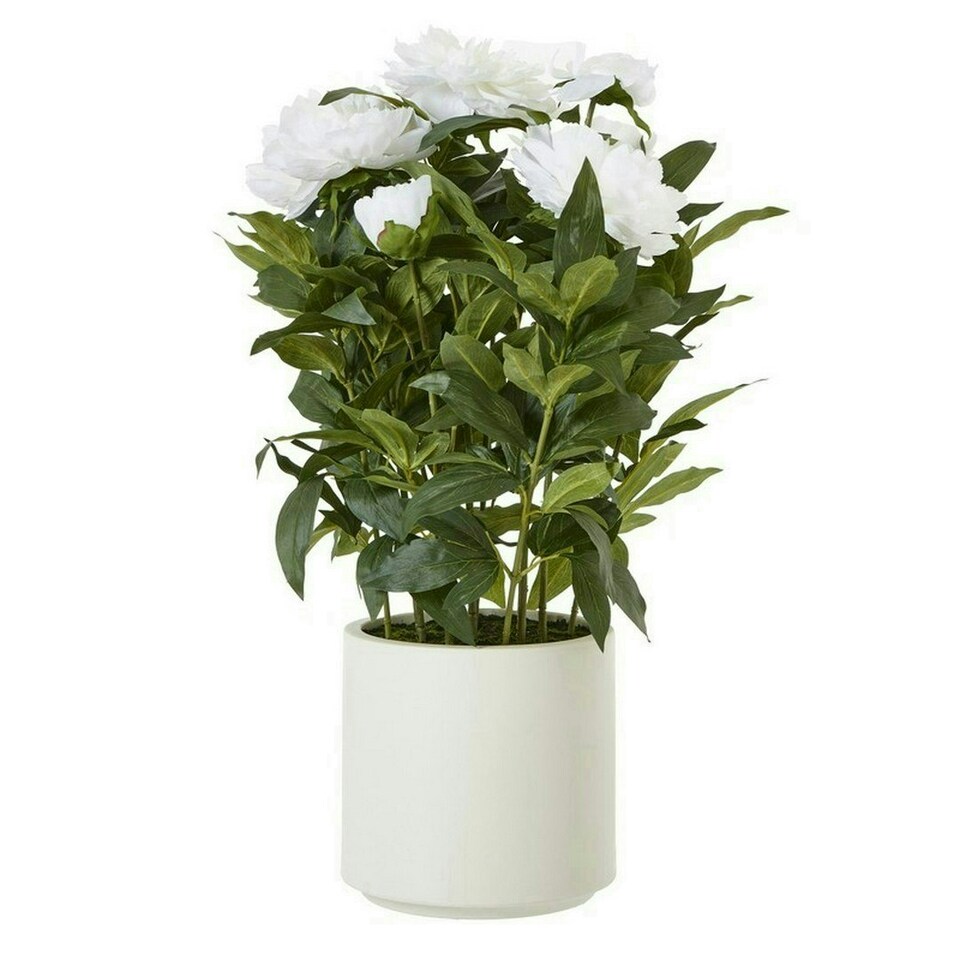 image 1 of Large Peony Plant in Pot - Plastic - L46 x W46 x H71 cm - White