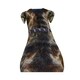 image 2 of Weatherbeeta Rope Leather Dog Collar - Navy/Brown - XL