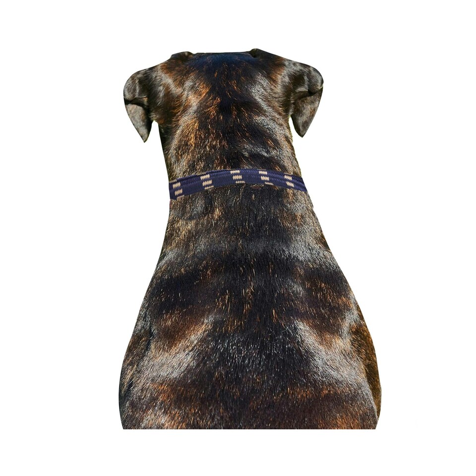 image 1 of Weatherbeeta Rope Leather Dog Collar - Navy/Brown - XL