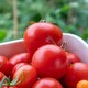 image 2 of Tomato Indoor Collection - Ailsa Craig, Big Daddy & Gardeners' Delight 3 x 9cm