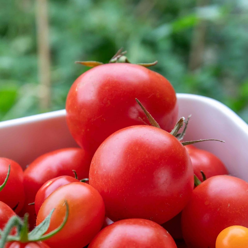 image 1 of Tomato Indoor Collection - Ailsa Craig, Big Daddy & Gardeners' Delight 3 x 9cm