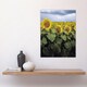 image 4 of A Kansas sunflower field up close Highsmith Huge Wall Art Print 18X24 In