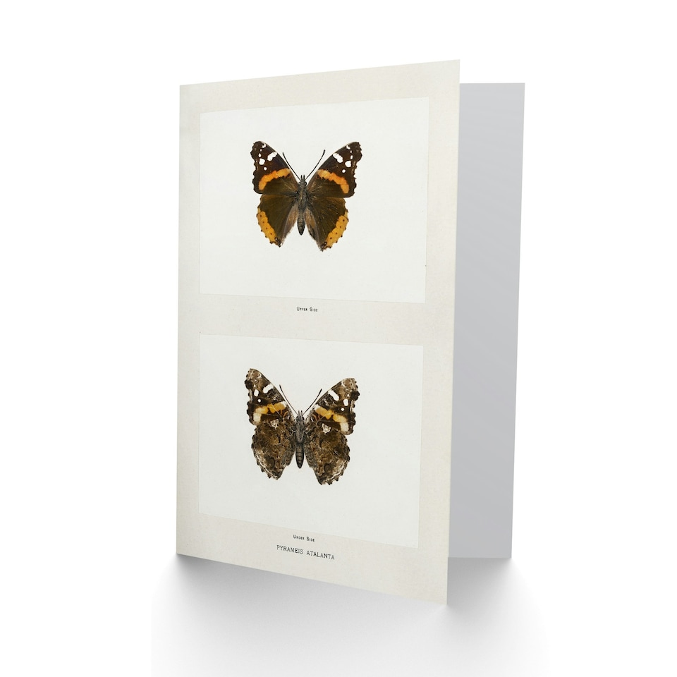 image 1 of Sherman Denton Art Card Red Admiral Butterfly Vintage Illustration