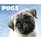 image 1 of Pugs Desk Calendar 2026, Desk Calendars, Day To View, Dogs, Gift