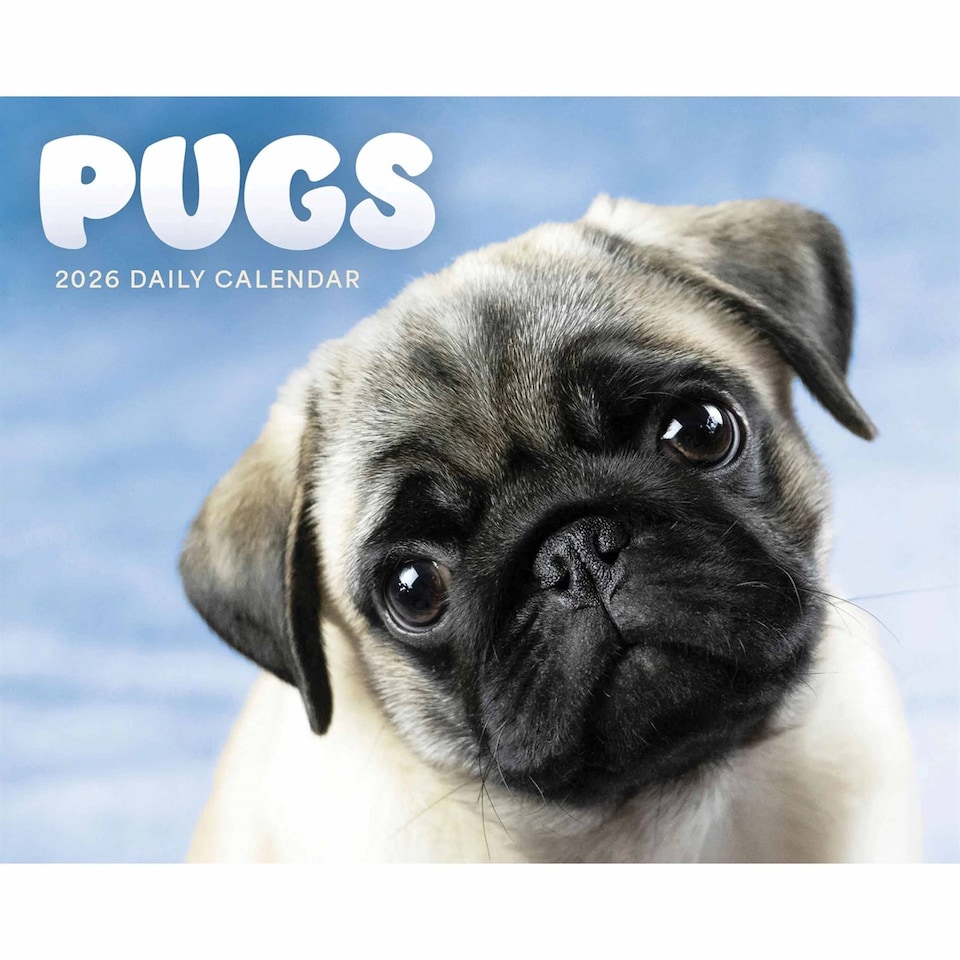 image 1 of Pugs Desk Calendar 2026, Desk Calendars, Day To View, Dogs, Gift