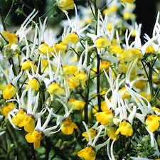 Nemesia Masquerade Seeds - Fragrant Yellow Spiky Annual for Garden & Patio (Thompson & Morgan)