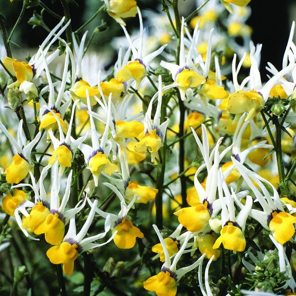 image 1 of Nemesia Masquerade Seeds - Fragrant Yellow Spiky Annual for Garden & Patio (Thompson & Morgan)