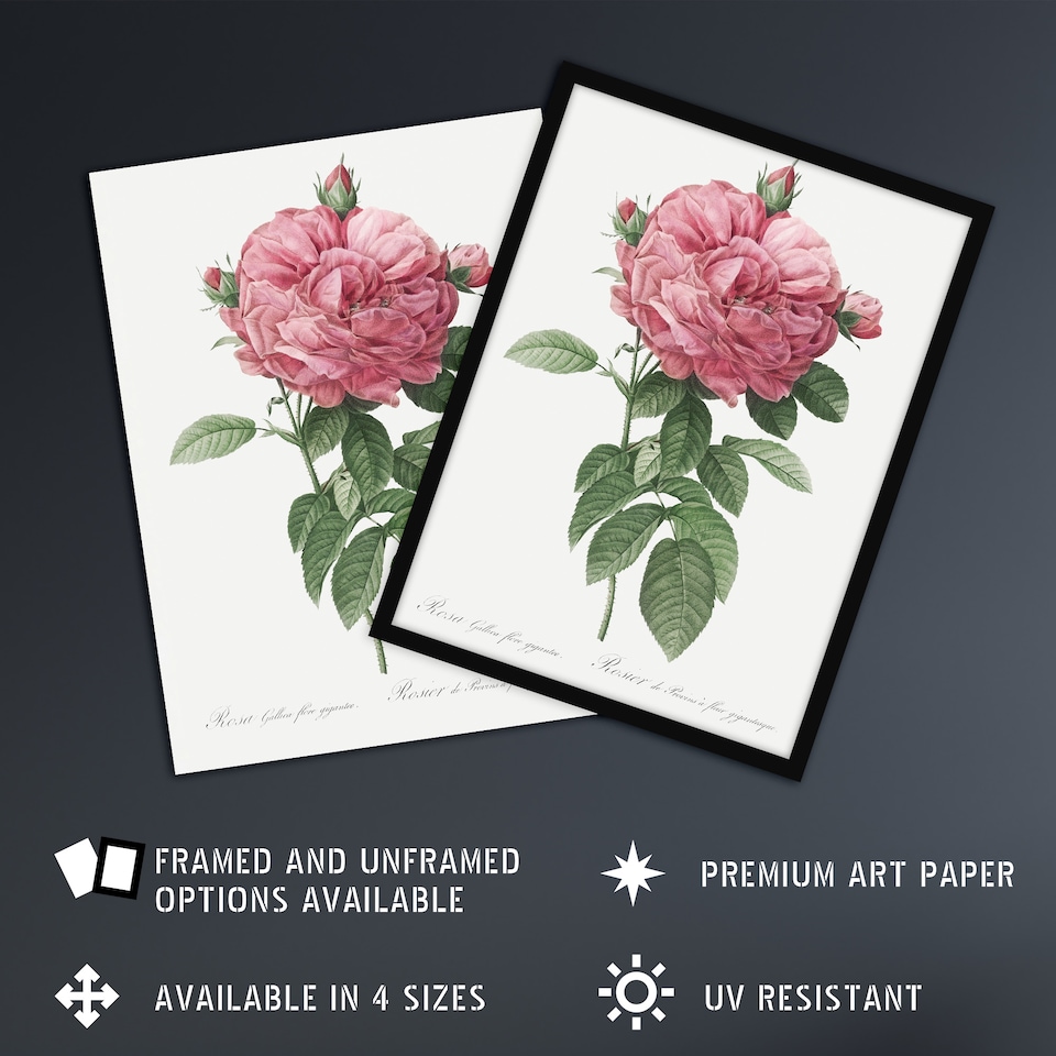 image 1 of Giant Gallica Rose Floral Redoute Vintage Framed Wall Art Print 12X16"