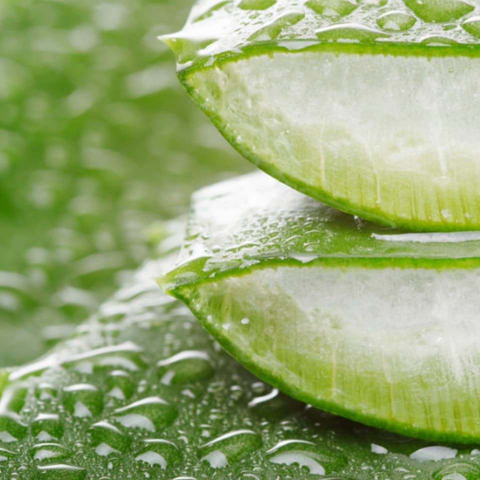 image 1 of Carbeth Plants Aloe Vera in 11cm Pot - Easy Care Houseplant Favourite for Beginners