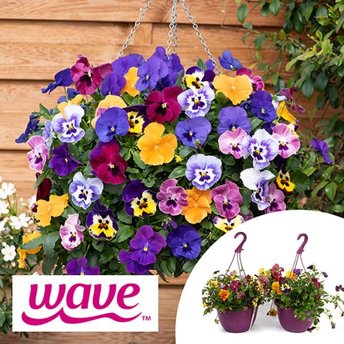 YouGarden Pansy 'Top Wave', 2 x Pre-Planted Hanging Baskets, Large Trailing Blooms, Winter Garden Colour