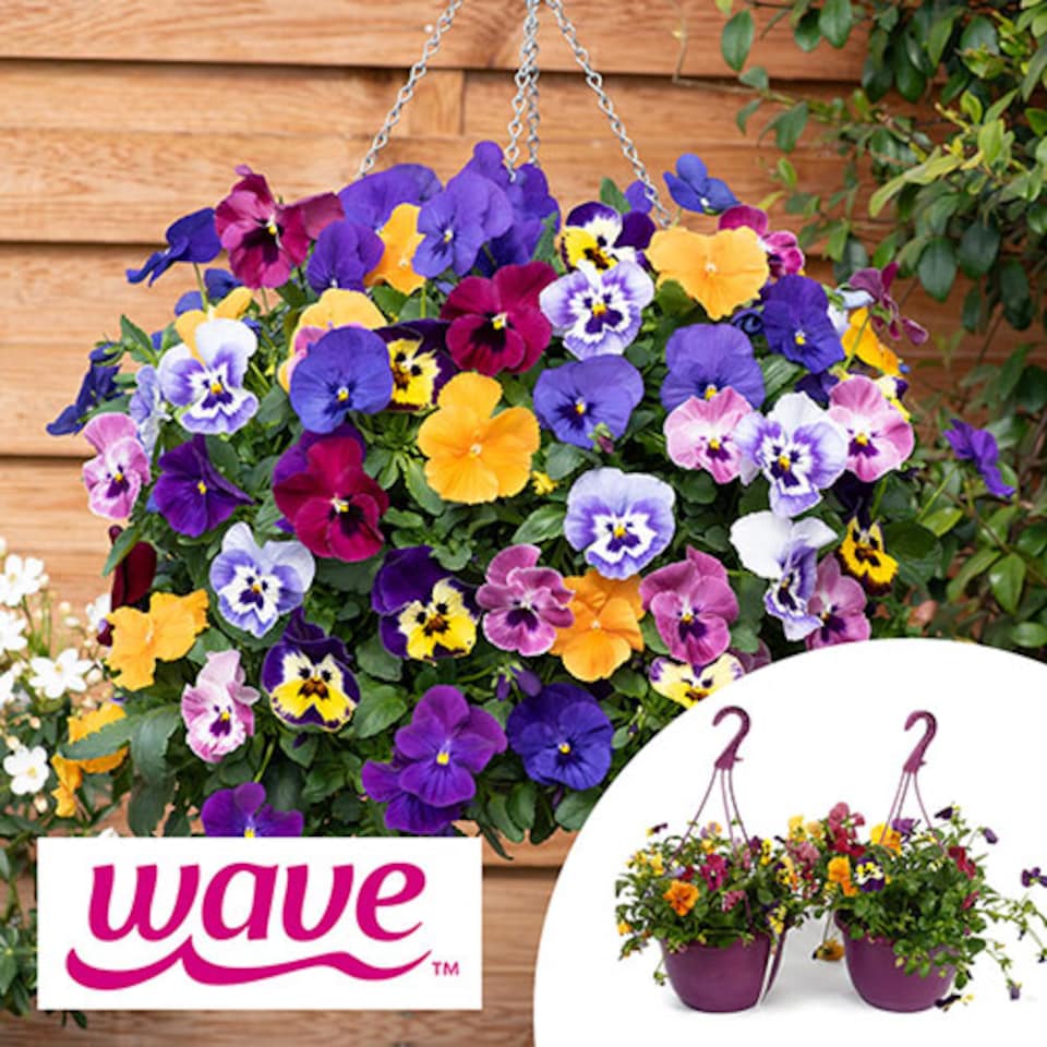 image 1 of YouGarden Pansy 'Top Wave', 2 x Pre-Planted Hanging Baskets, Large Trailing Blooms, Winter Garden Colour