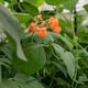 image 4 of Marshalls Garden Runner Bean Seeds Enorma | Green | Green, Orange