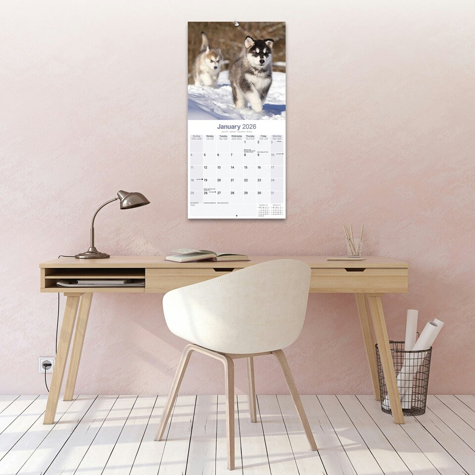 image 1 of Alaskan Malamute 2026 Calendar | Square Wall Calendar | Dog Breed Gift | Plastic Free Packaging | by Avonside Publishing