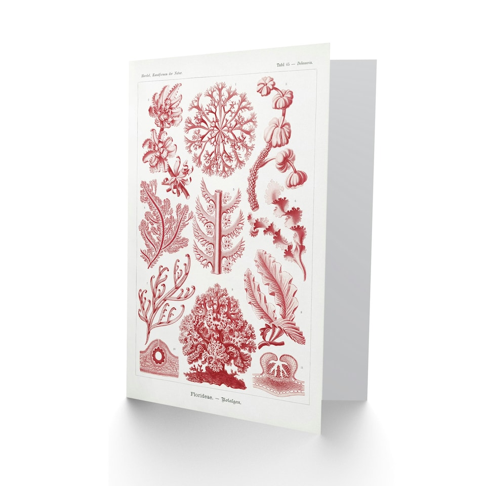 image 1 of Ernst Haeckel Art Card Florideophyceae Red Algae