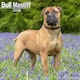 image 1 of Bull Mastiff 2026 Calendar | Square Wall Calendar | Dog Breed Gift | Plastic Free Packaging | by Avonside Publishing