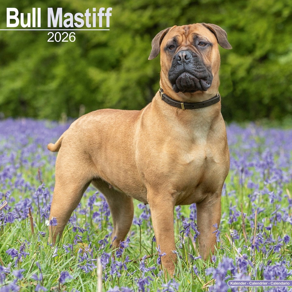 image 1 of Bull Mastiff 2026 Calendar | Square Wall Calendar | Dog Breed Gift | Plastic Free Packaging | by Avonside Publishing