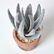 image 3 of Homescapes Aloe Vera Artificial Succulent in Decorative Rustic Terracotta Pot, 21 cm Tall