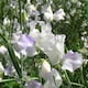 image 8 of Marshalls Garden Scent-Tastic Sweet Pea Seed Collection | Multi | Mixed | Flower Seeds