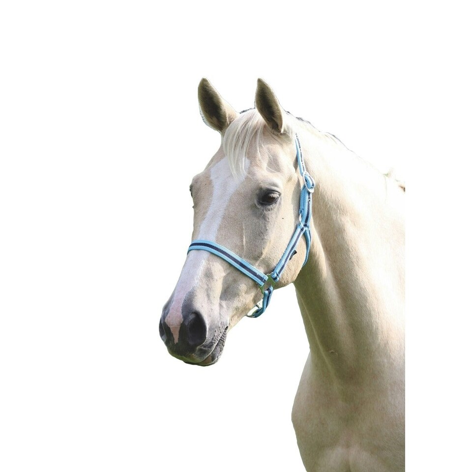 Wessex Horse Headcollar - Cambridge/Navy - Full