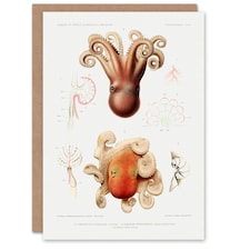 Vintage Marine Life Art Card Pygmy Octopus Study Illustration