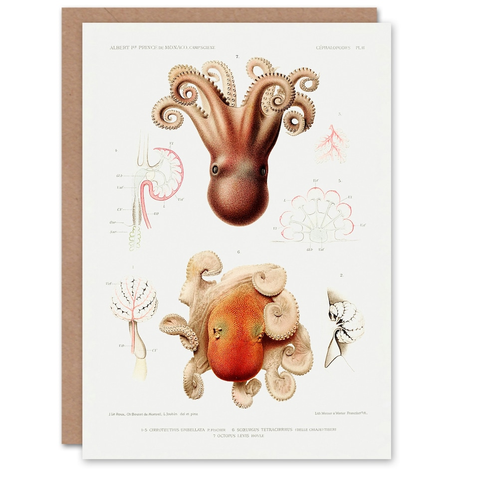 image 1 of Vintage Marine Life Art Card Pygmy Octopus Study Illustration