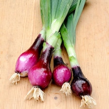 Lilia Red Onion Seeds - Dual Purpose Italian Variety, Salad or Storage, Strong Flavor, Thompson & Morgan