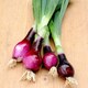 image 1 of Lilia Red Onion Seeds - Dual Purpose Italian Variety, Salad or Storage, Strong Flavor, Thompson & Morgan