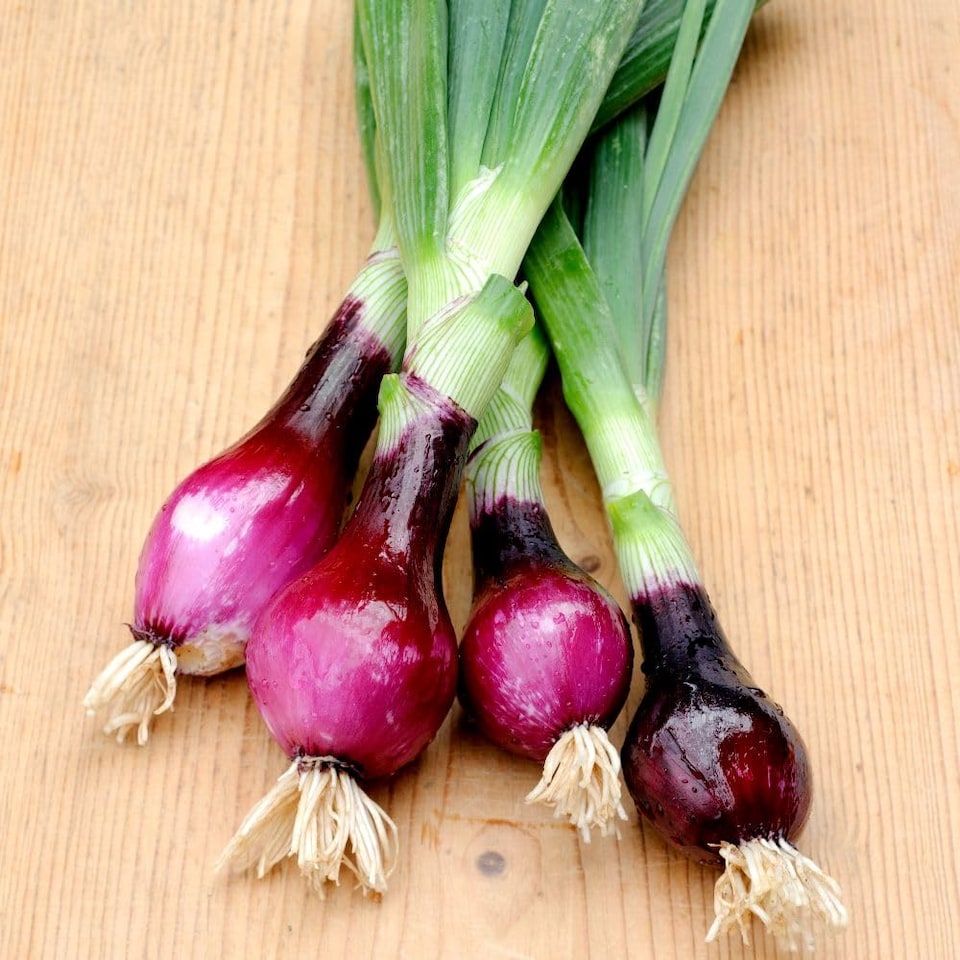 image 1 of Lilia Red Onion Seeds - Dual Purpose Italian Variety, Salad or Storage, Strong Flavor, Thompson & Morgan