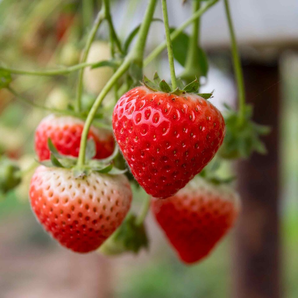 image 1 of Marshalls Garden Strawberry 'Sweetest Tasting' Collection - 3 Varieties 30 bare root