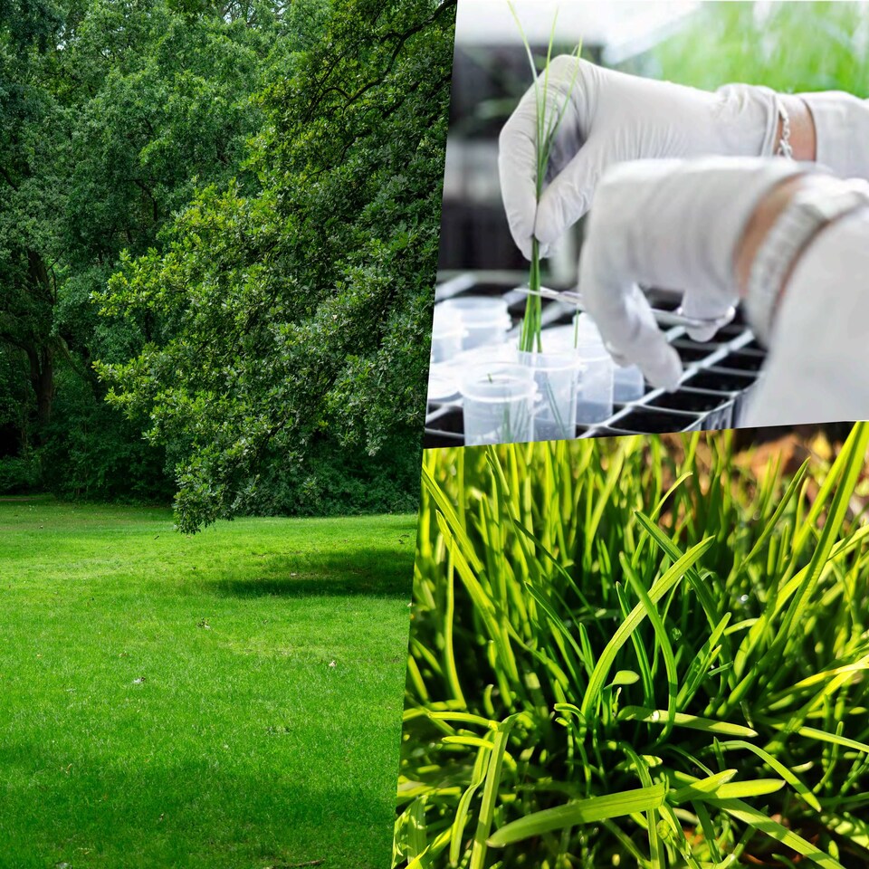 image 1 of Pegdev Transform Your Lawn PDL Fast Growing Grass Seed (50g)