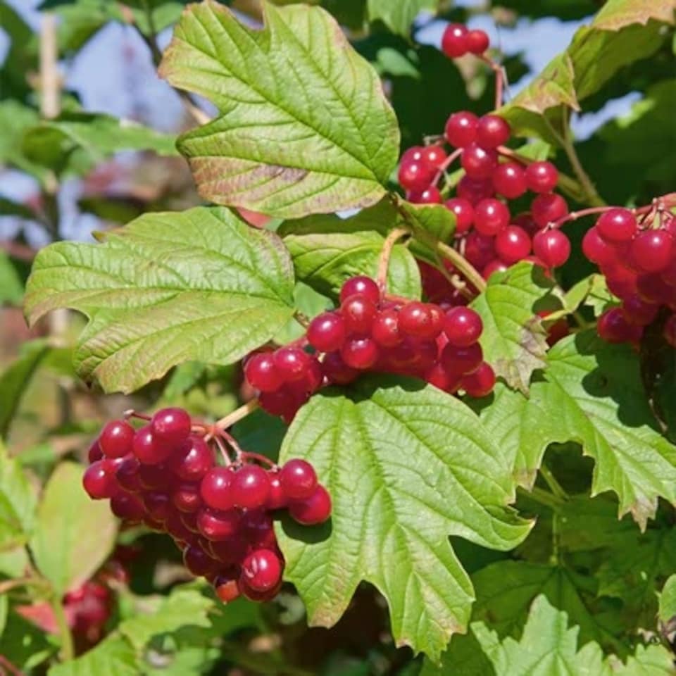 image 1 of Viburnum opulus Roseum Snowball  White Flowering Shrub, RHS AGM 9cm