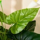 image 10 of HOMCOM Artificial Set of 2 Calla Lily Flower Faux Plant for Indoor Décor