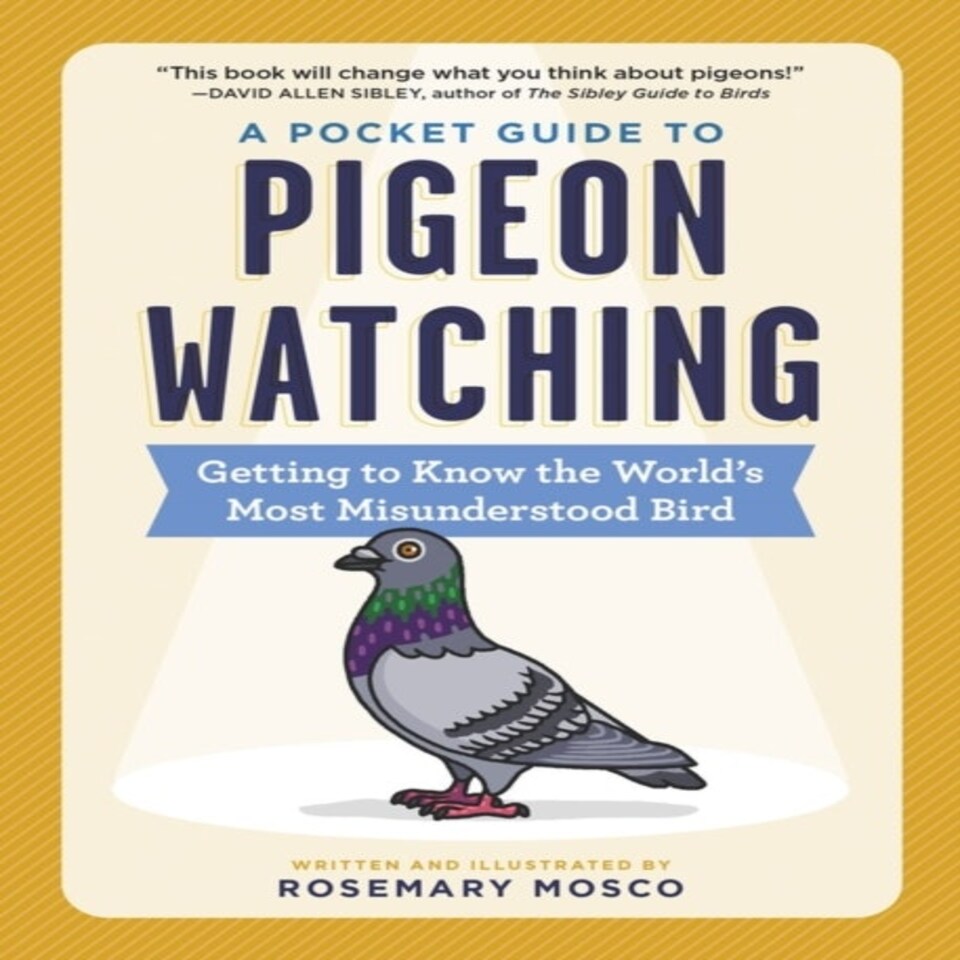 A Pocket Guide To Pigeon Watching
