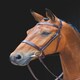 image 1 of Shires Salisbury Berrington Bridle Brown | Colour: Australian Nut
Size: Pony
