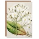 image 1 of Sarah Featon Art Card New Zealand Brachyglottis Hectorii Daisies