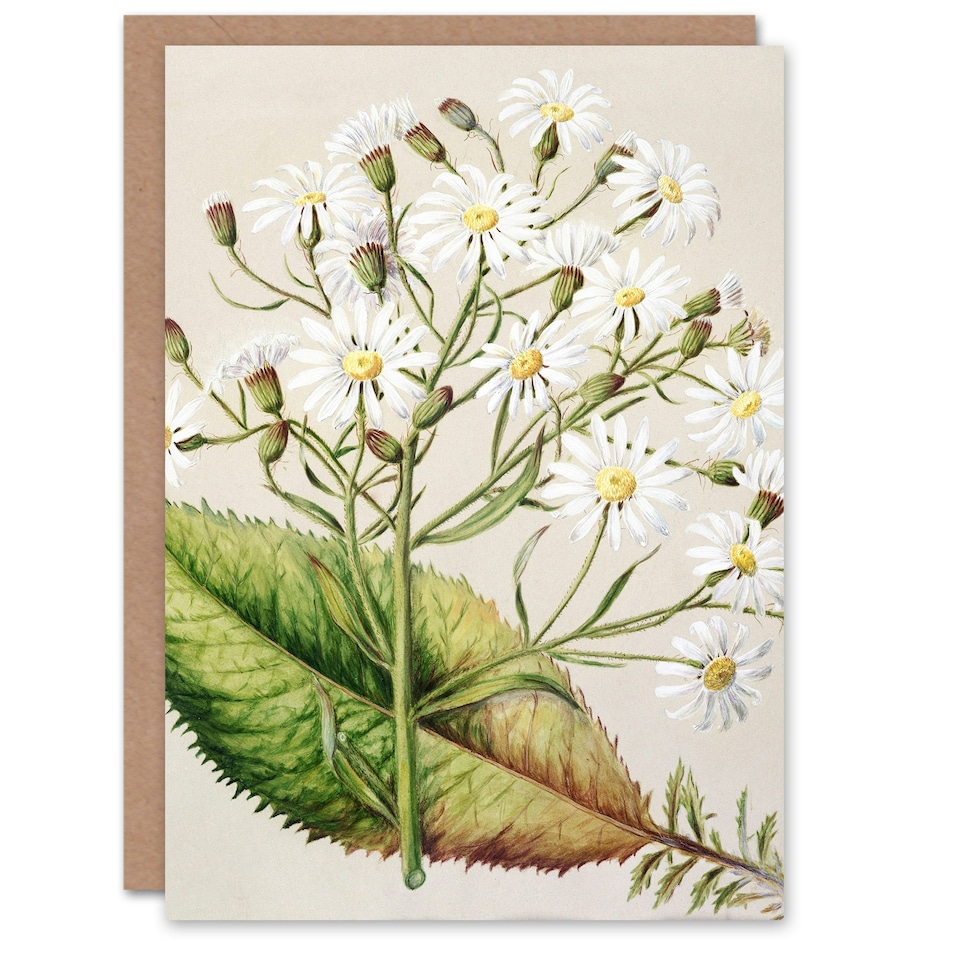 image 1 of Sarah Featon Art Card New Zealand Brachyglottis Hectorii Daisies