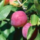 image 8 of Marshalls Garden Patio Plum 'Opal' 5 Litre Fan-Trained