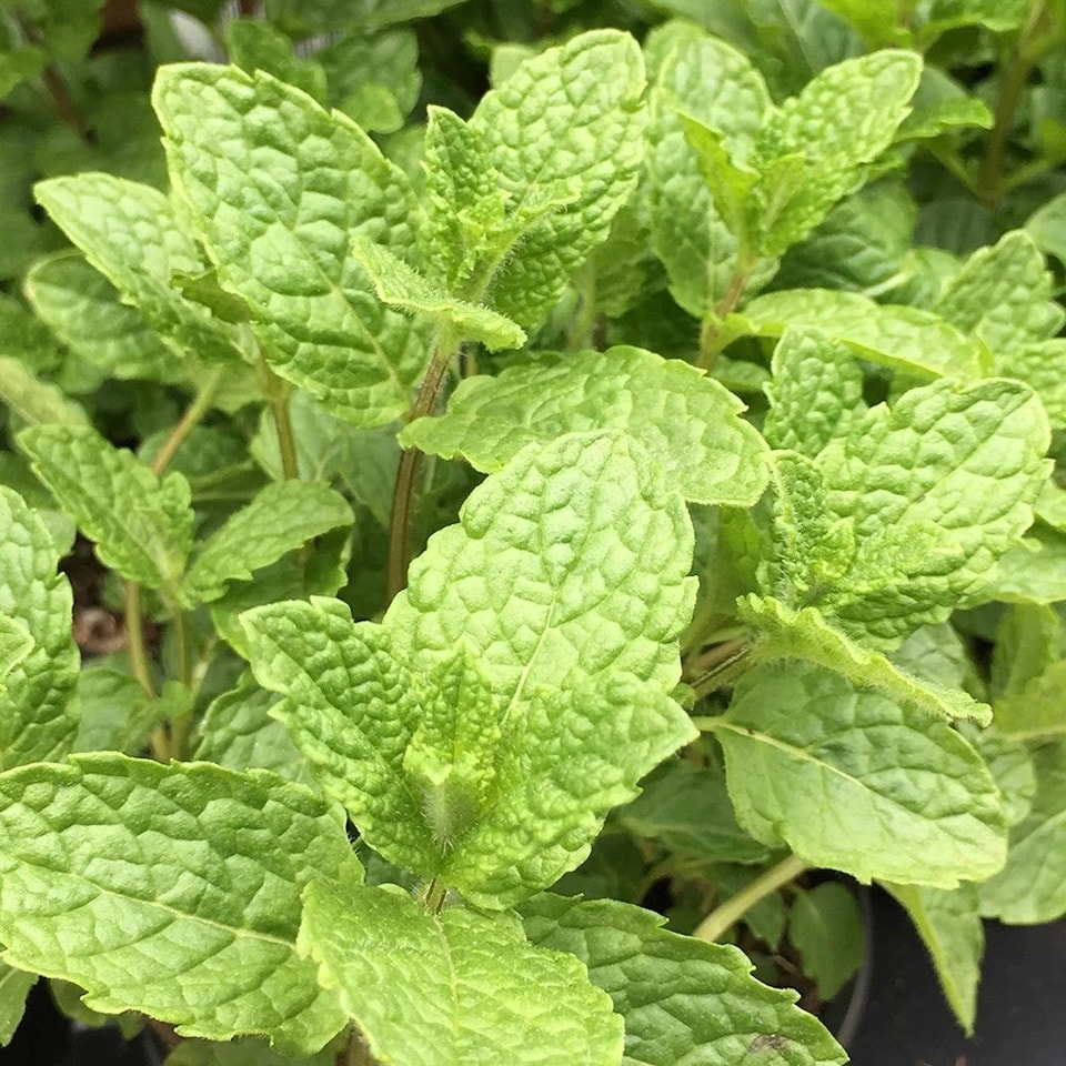 Set of 3 Moroccan Mint Herb Plant Mentha Spicata Crispa 9cm Pot | Green | Green | 9cm Pot | 3